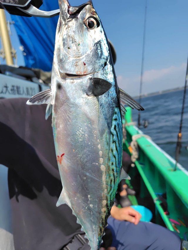 ソーダカツオ(ヒラソウダ)