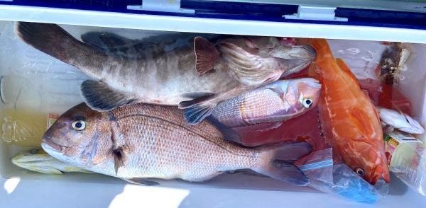 マダイ・マハタ・アカハタ・アマダイ(アカアマダイ)