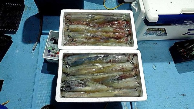 シロイカ(ケンサキイカ)