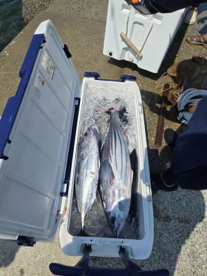 キメジ(キハダ)・ヒラソーダ(ヒラソウダ)