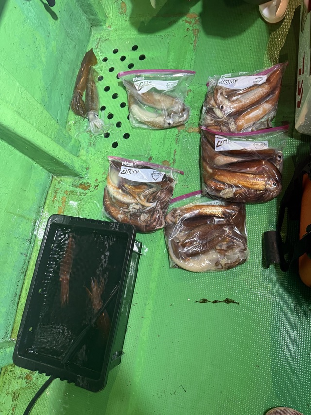 アカイカ(ケンサキイカ)・スルメイカ