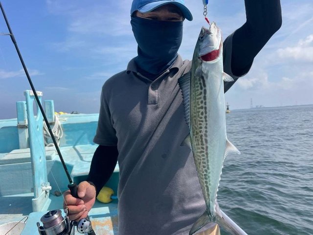 サゴシ(サワラ)