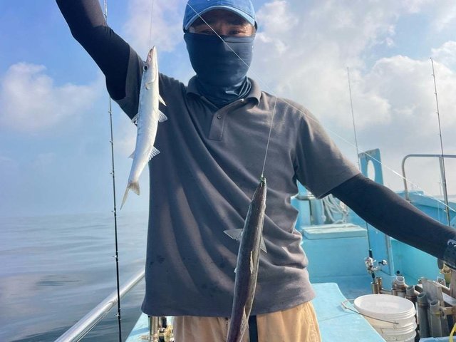 カマス(アカカマス)