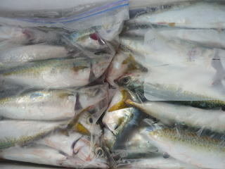 サバ(マサバ)・カマス(アカカマス)