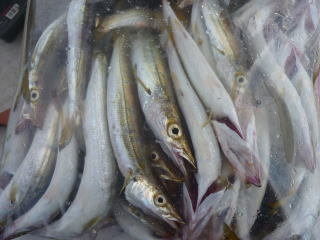 サバ(マサバ)・カマス(アカカマス)