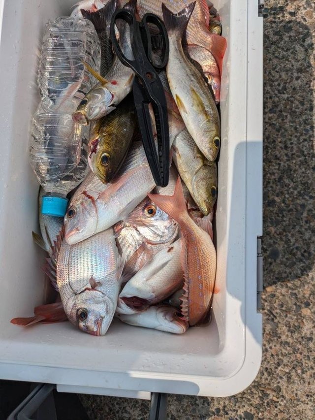 ハナダイ(チダイ)・イサキ