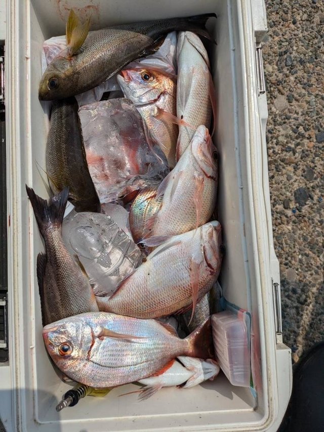 ハナダイ(チダイ)・イサキ