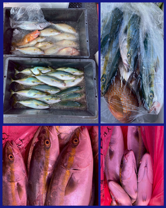 タイ(マダイ)・ヤズ(ブリ)