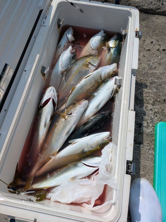 イナダ(ブリ)・カンパチ