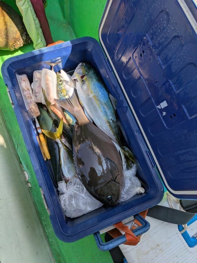 メジナ・イナダ(ブリ)・カンパチ