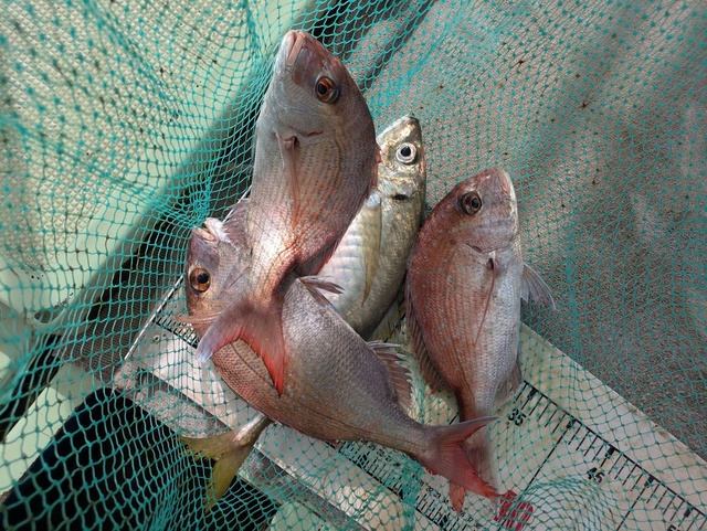 タイ(マダイ)・アジ(マアジ)