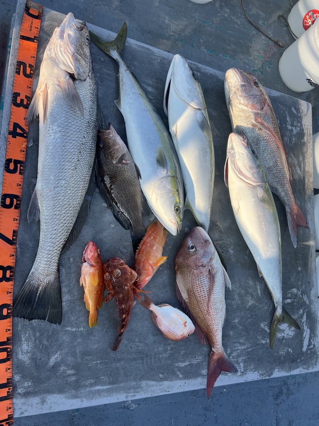 マダイ・オオモンハタ・ブリ・オオニベ