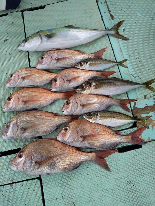 タイ(マダイ)・アジ(マアジ)・メジロ(ブリ)