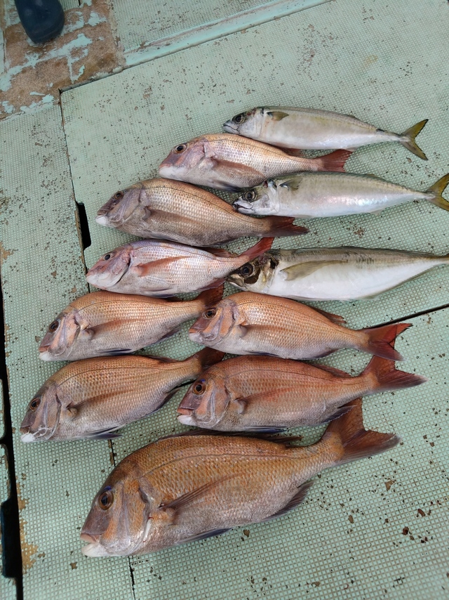 タイ(マダイ)・アジ(マアジ)・サバ(マサバ)