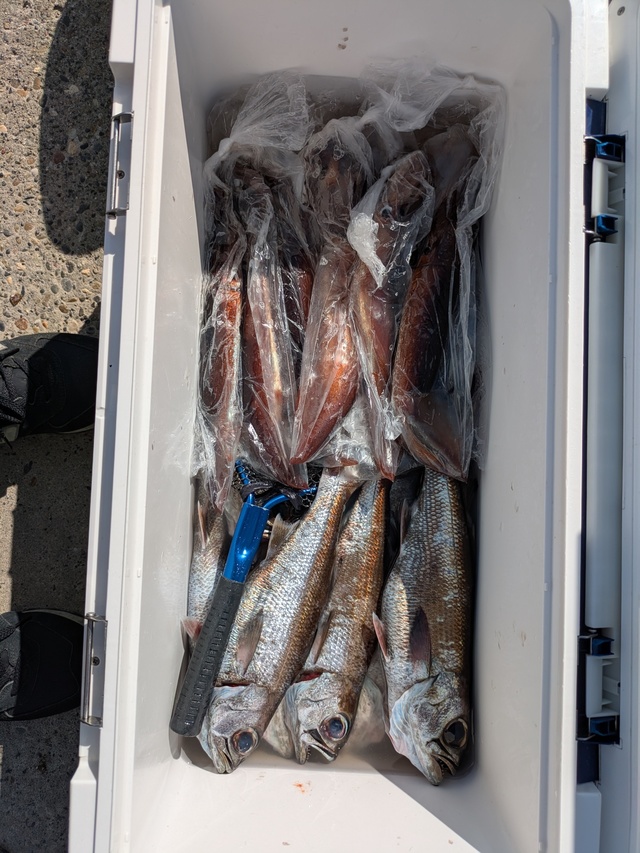 クロムツ・スルメイカ