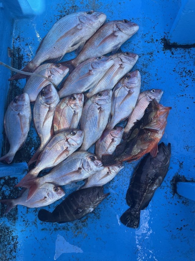 マダイ・ハナダイ(チダイ)・マハタ・カサゴ