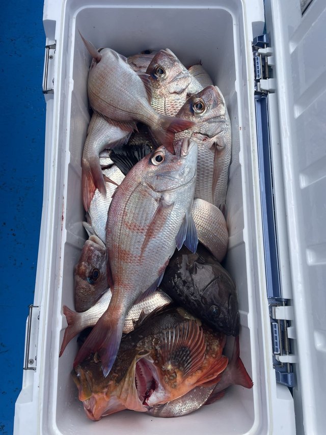 マダイ・カサゴ