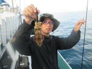 アオリ(アオリイカ)