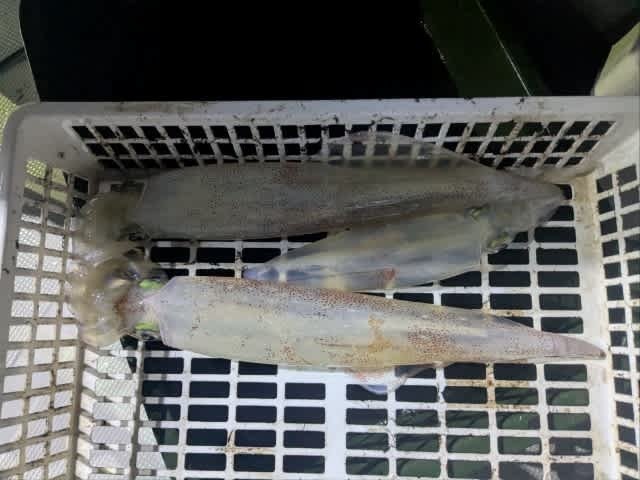 アカイカ(ケンサキイカ)