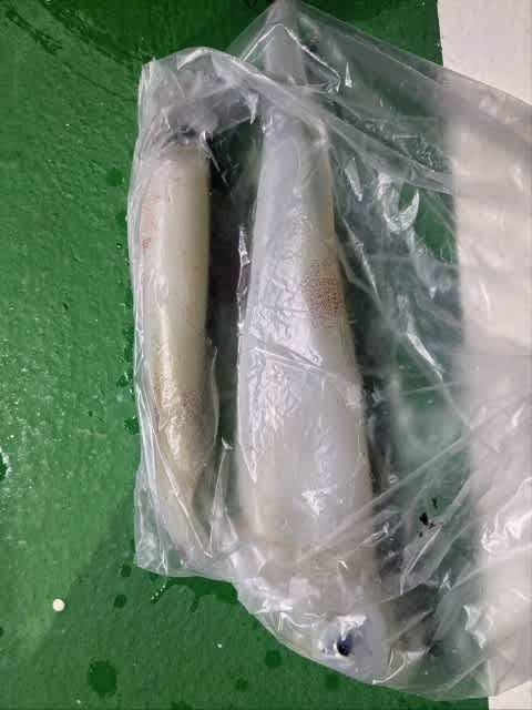 アカイカ(ケンサキイカ)