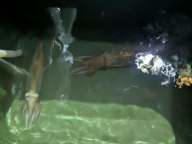 アカイカ(ケンサキイカ)