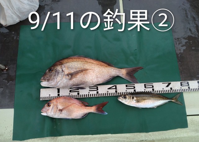 マダイ・マアジ