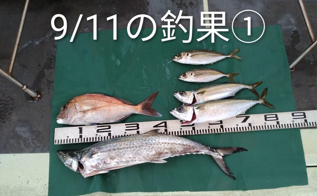 マダイ・マアジ・マサバ・サワラ