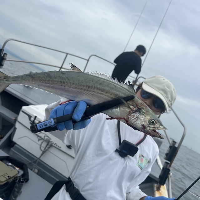 サゴシ(サワラ)