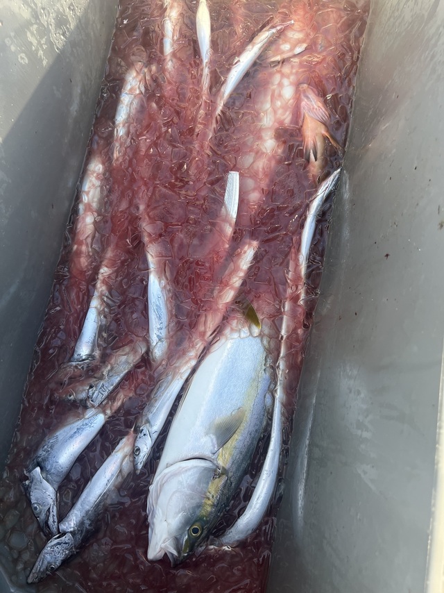 メジロ(ブリ)・タチウオ