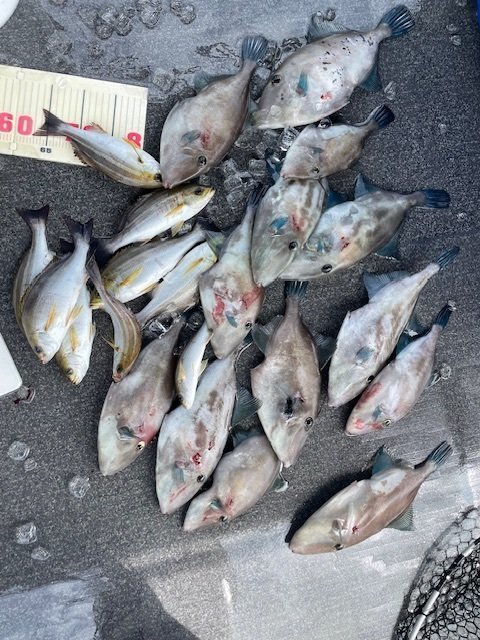 イサキ・ウマヅラ(ウマヅラハギ)