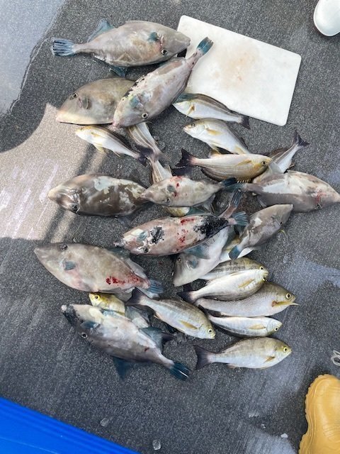 イサキ・ウマヅラ(ウマヅラハギ)