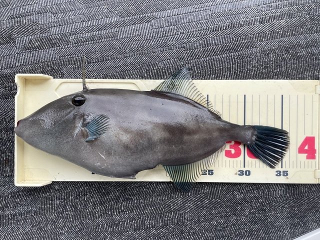 ウマヅラ(ウマヅラハギ)