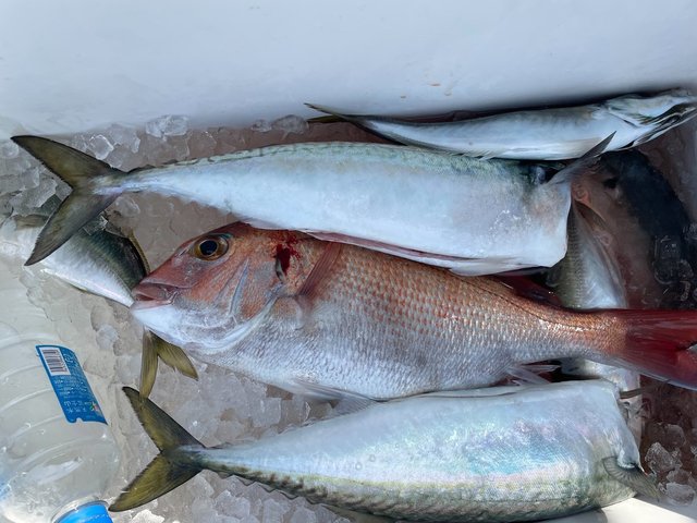 マダイ・サバ(マサバ)