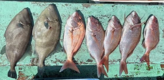 マダイ・ウマヅラ(ウマヅラハギ)