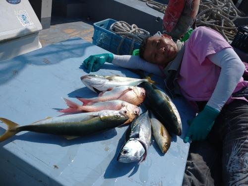 マダイ・イナダ(ブリ)・ワラサ(ブリ)・イサキ・ハガツオ