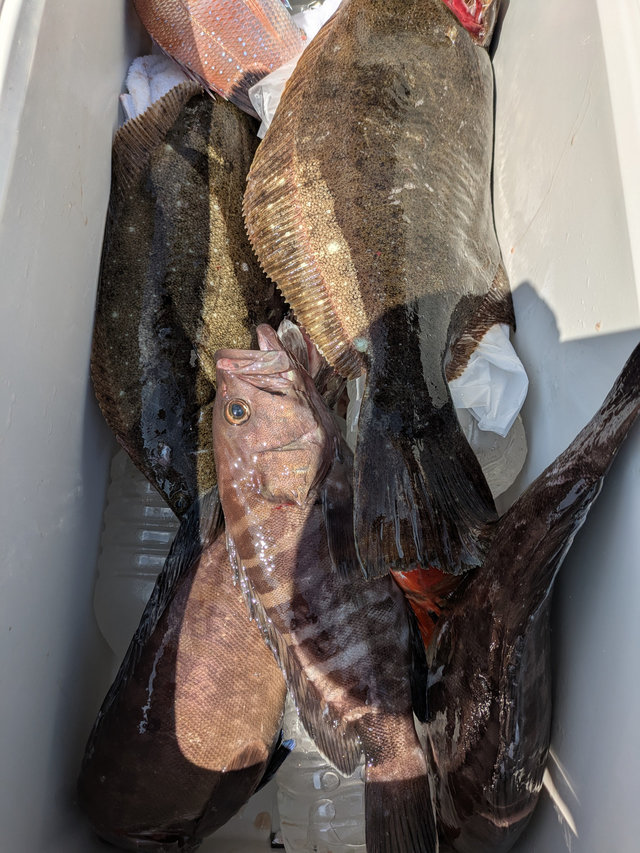 マダイ・マハタ・アラ・ヒラメ