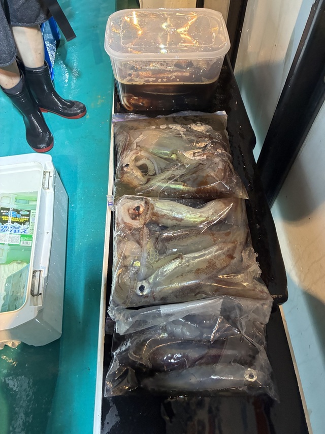 アカイカ(ケンサキイカ)・スルメイカ