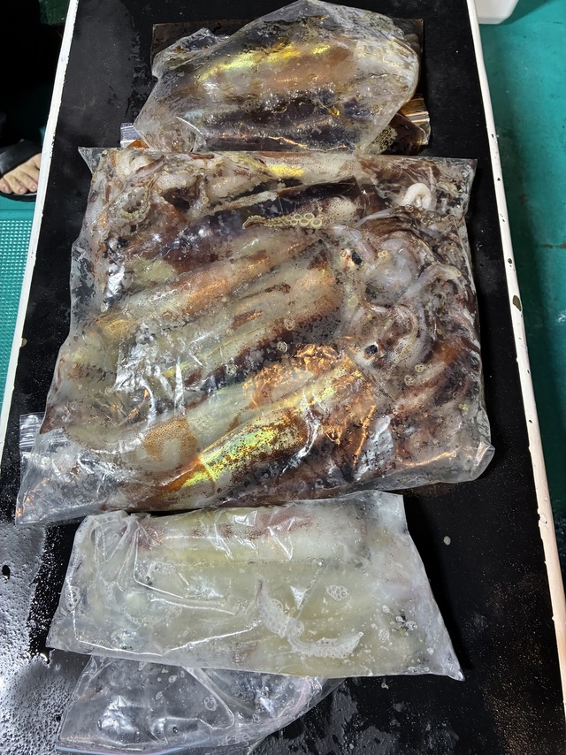 アカイカ(ケンサキイカ)・スルメイカ