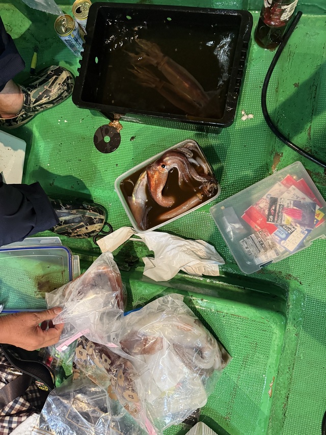 アカイカ(ケンサキイカ)・スルメイカ