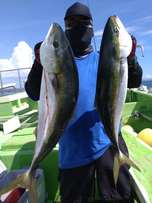 イナダ(ブリ)・ワラサ(ブリ)