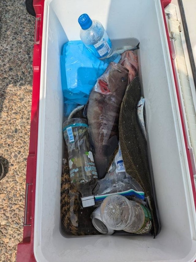 ヒラメ・ハタ(マハタ)