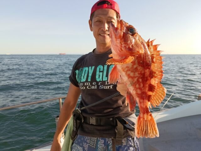 ガシラ(カサゴ)