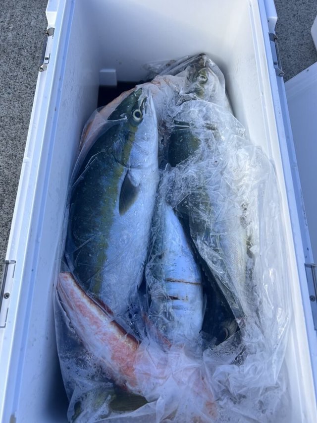 サンパク(ブリ)