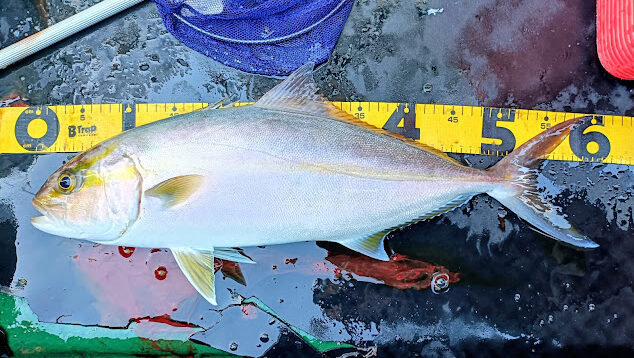 ネイリ(カンパチ)