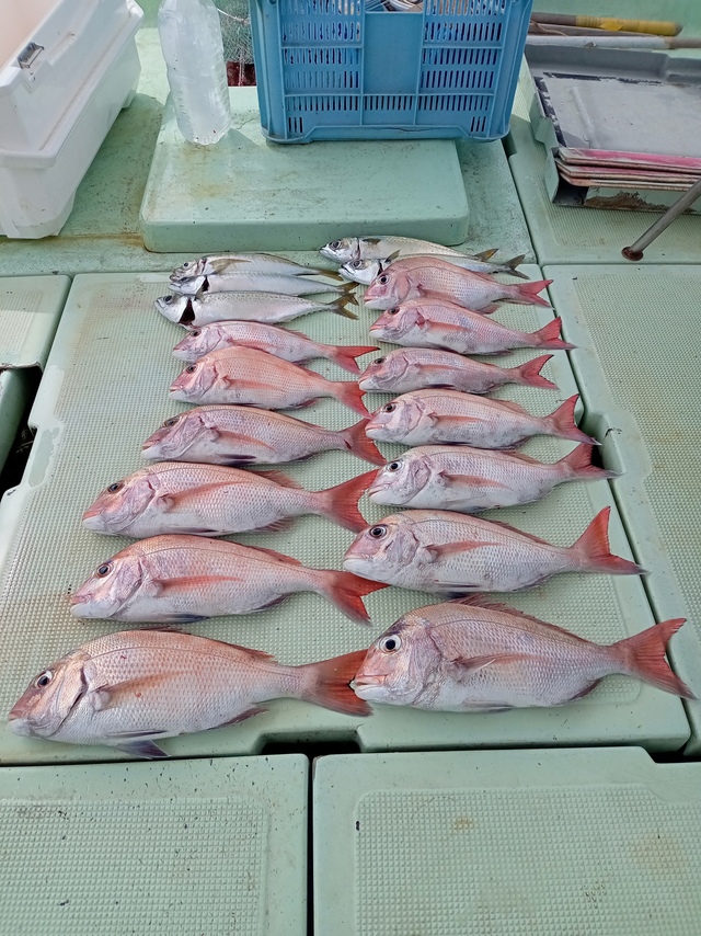 マダイ・マアジ・サバ(マサバ)