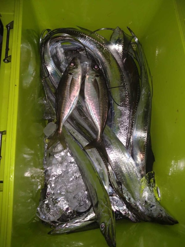 アジ(マアジ)・タチ(タチウオ)