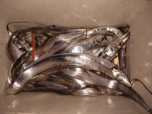 タチ(タチウオ)