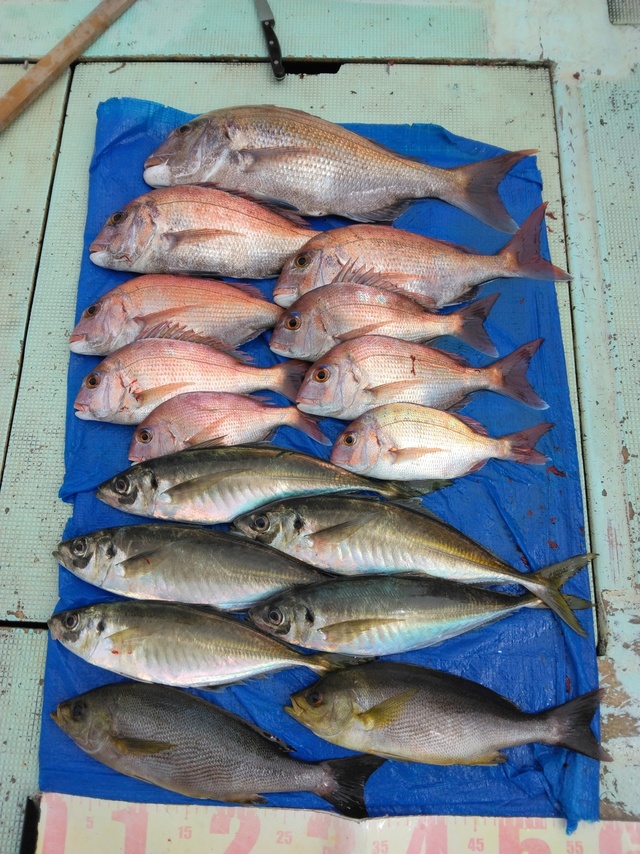 マダイ・マアジ・イサギ(イサキ)