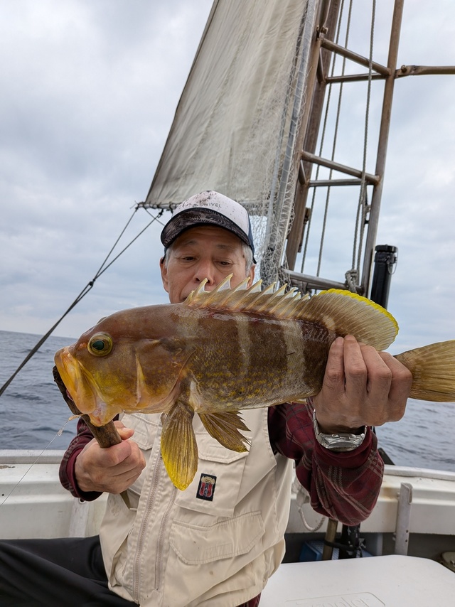 アオナ(アオハタ)