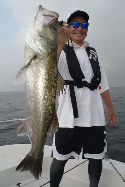 シーバス(スズキ)